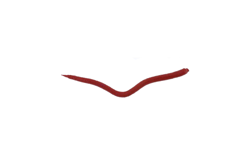 GULP! EXTRUDEB BLOODWORM conf.35gr