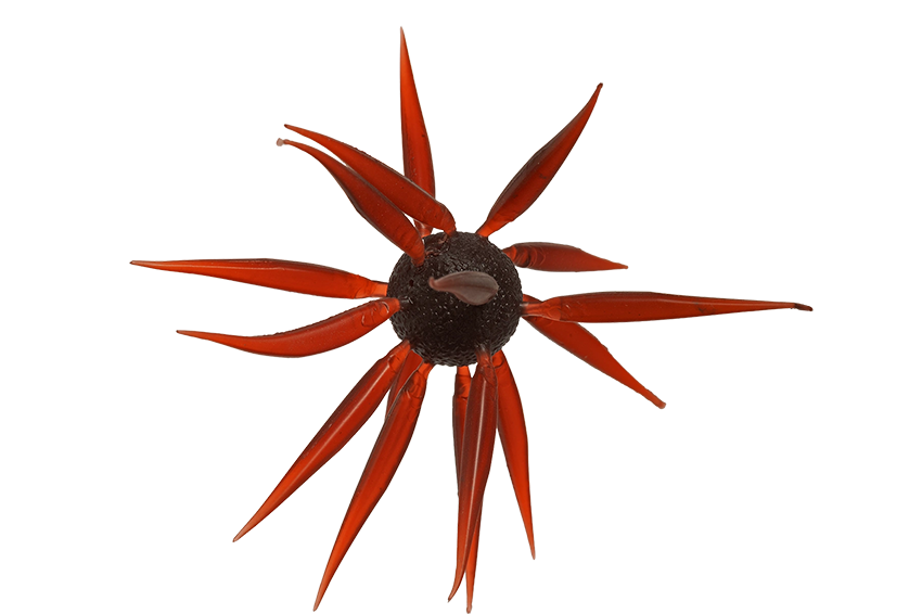 Hideup Coike Fish L Elastomer