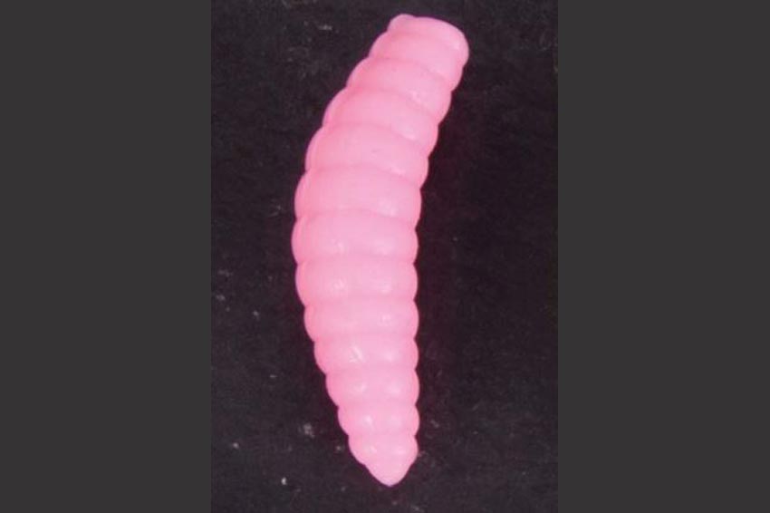 BEE MAGOTS (Cagnotto)