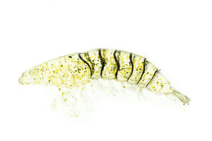 SHRIMP+WT JIG HEAD 2.5'' 4gr